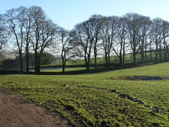 The line of trees at Ilam Tops Farm, Ilam, December 2016